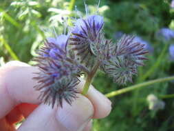 Plancia ëd Phacelia tanacetifolia Benth.