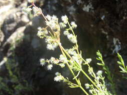 Plancia ëd Galium fendleri A. Gray