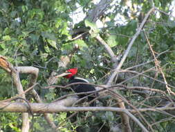 Image of Cream-backed Woodpecker