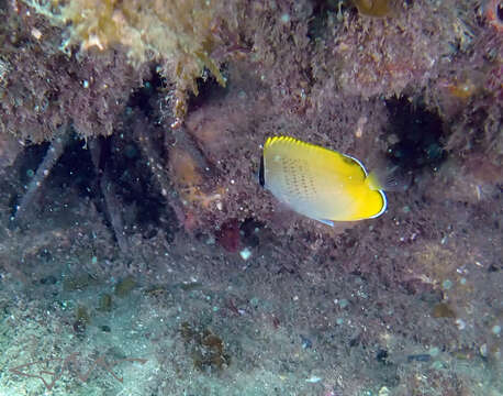 Image of Crochet Butterflyfish