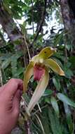 Image of Sudamerlycaste gigantea (Lindl.) Archila