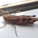 Image of Senegalese grasshopper