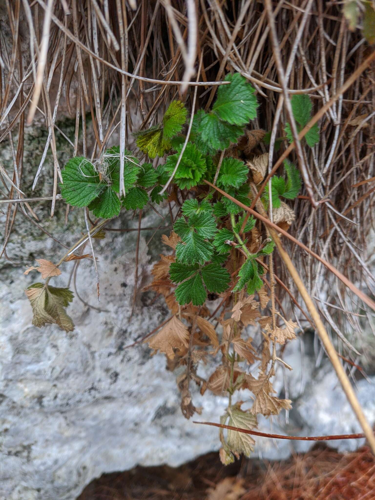 Image of Drymocallis geoides