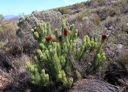 Image of Protea aristata Phillips