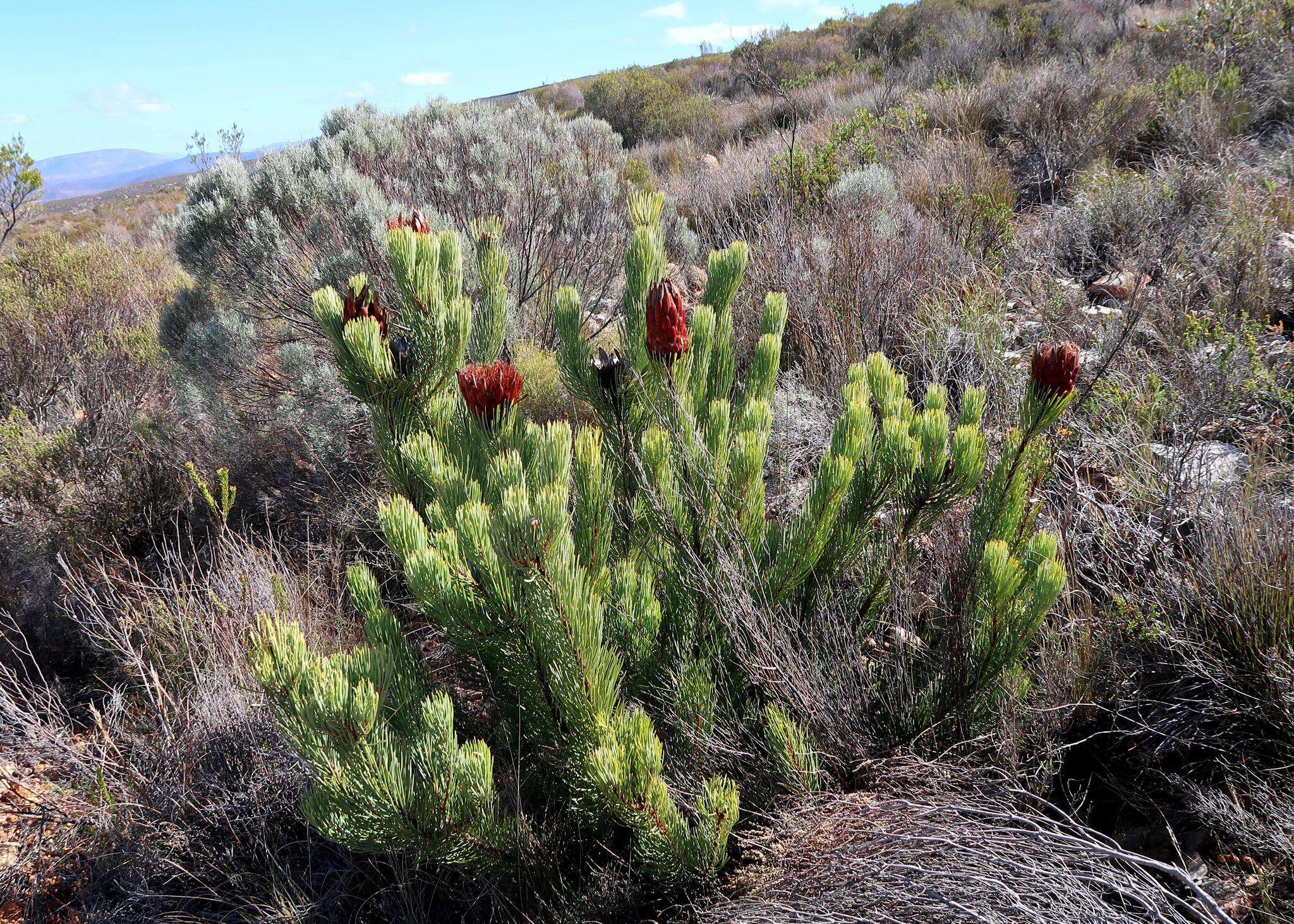 Image of Protea aristata Phillips