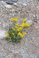 Image of lobeleaf groundsel