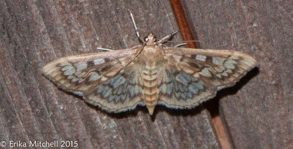 Image of Zigzag Herpetogramma