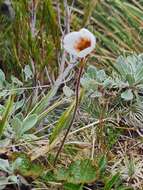 Image of Geum uniflorum J. Buch.