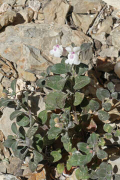 Image of Antirrhinum pertegasii Rothm.