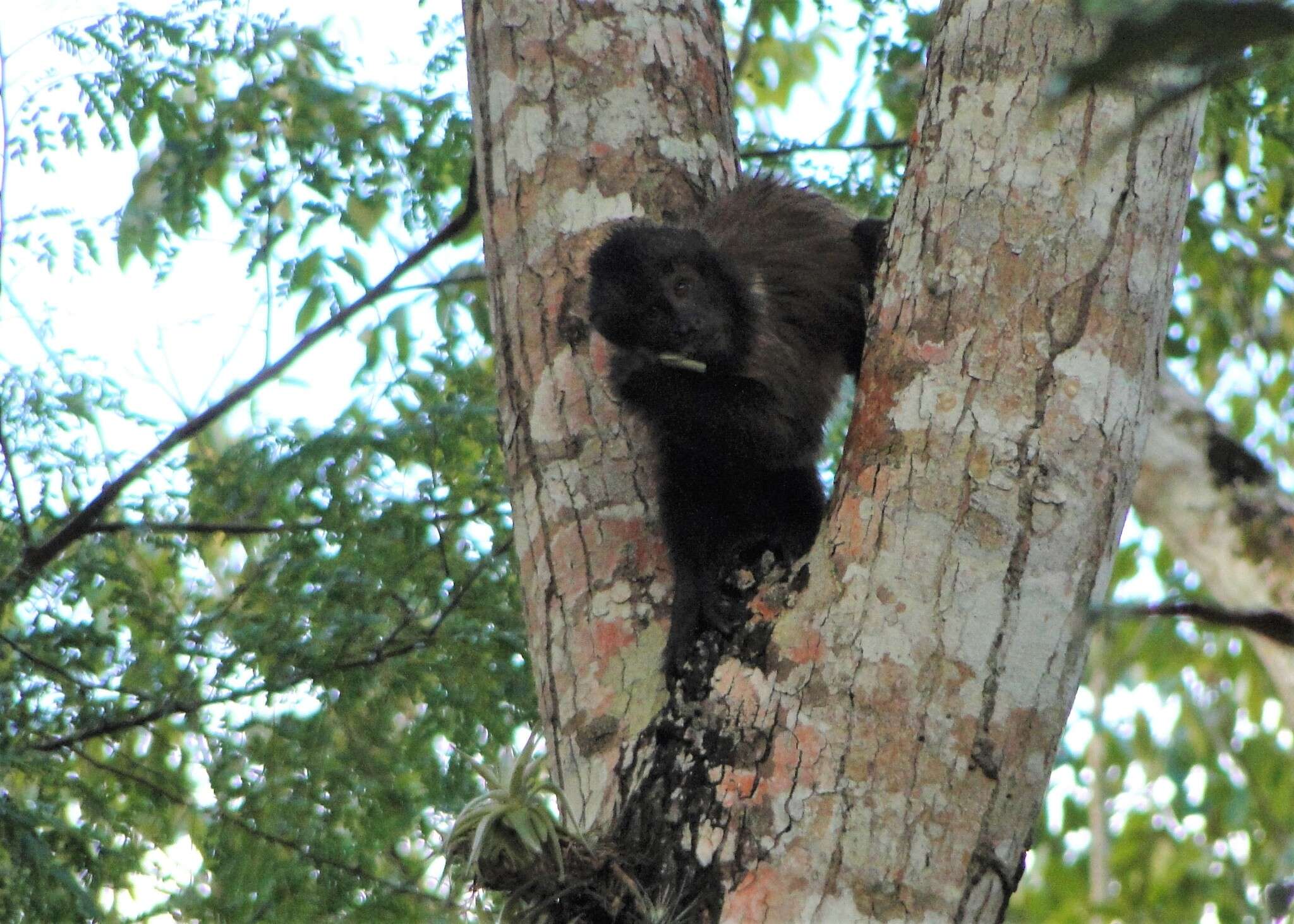 Image of Crested Capuchin