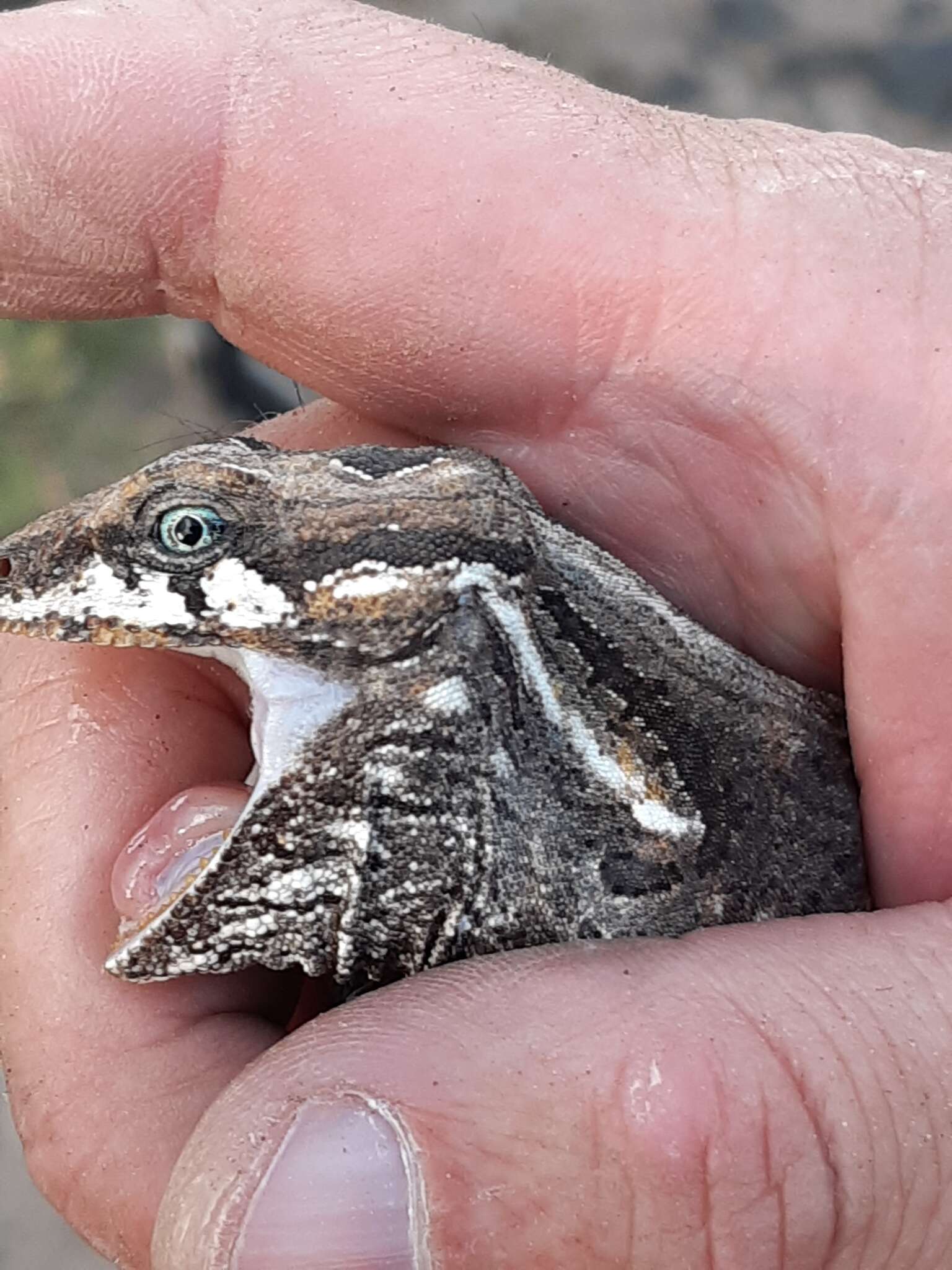 Image of Bell's anole