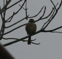 Image of Bull-headed Shrike