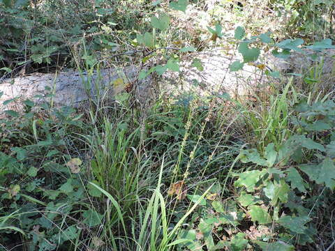 Image of Slender Wood-Oats