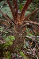 Image of Dicksonia baudouinii Fourn.