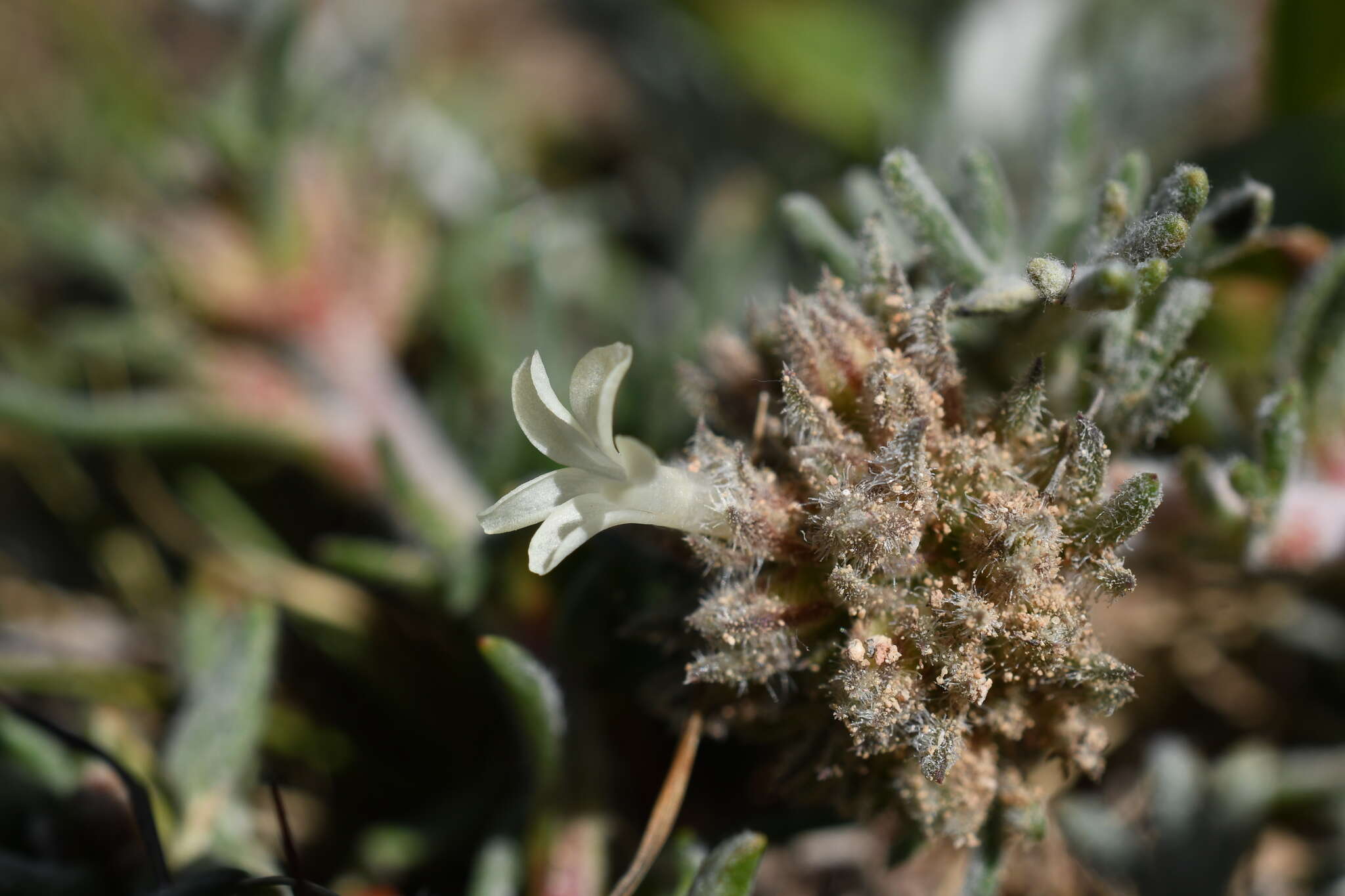 Sivun Ipomopsis spicata subsp. tridactyla (Rydb.) D. Wilken & R. L. Hartman kuva