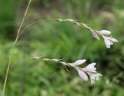 Imagem de Dierama igneum Klatt