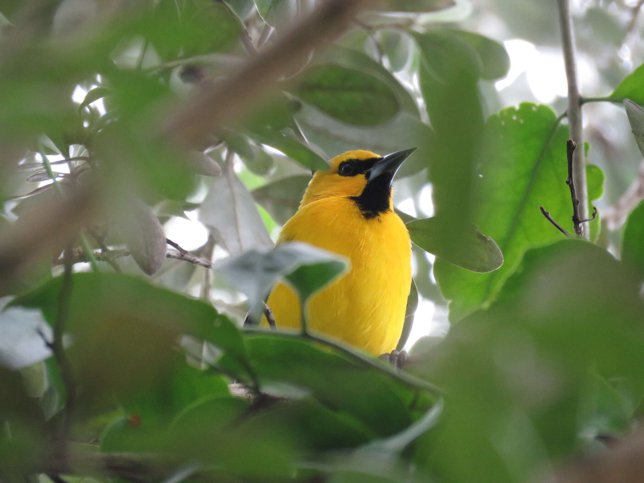 Image of Yellow Oriole