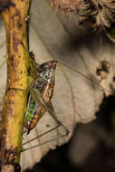 Слика од Conocephalus (Conocephalus) nemoralis (Scudder & S. H. 1875)