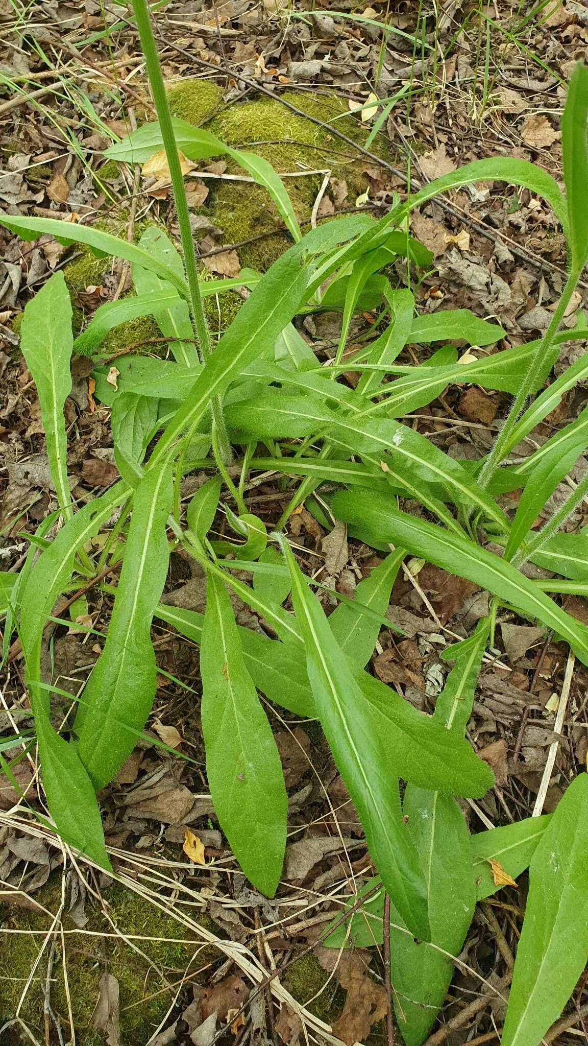 Image of Pilosella onegensis Norrl.