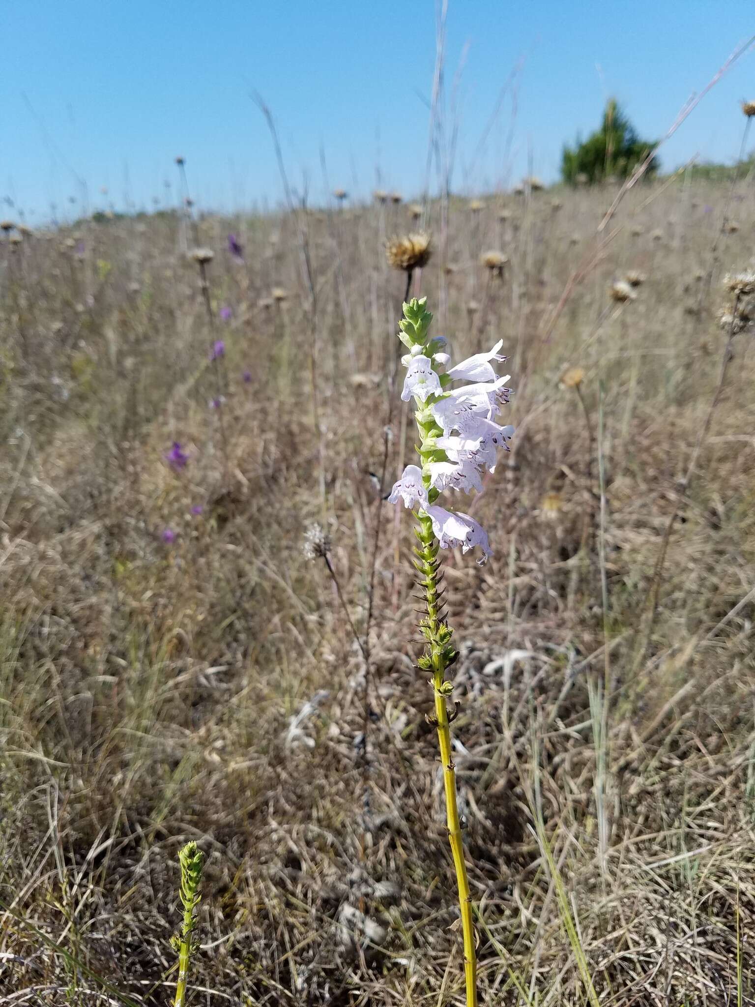 Image of obedient plant