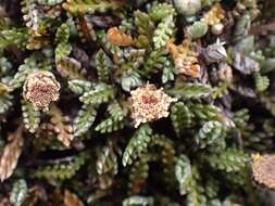 Image of Leptinella pectinata subsp. villosa (D. Lloyd) D. G. Lloyd & C. J. Webb