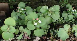 Image of Crassula capensis var. promontorii (Schönl. & Bak. fil.) Tölken