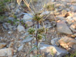 Eryngium dilatatum Lam. resmi