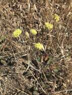 Imagem de Eriogonum nudum var. oblongifolium S. Wats.