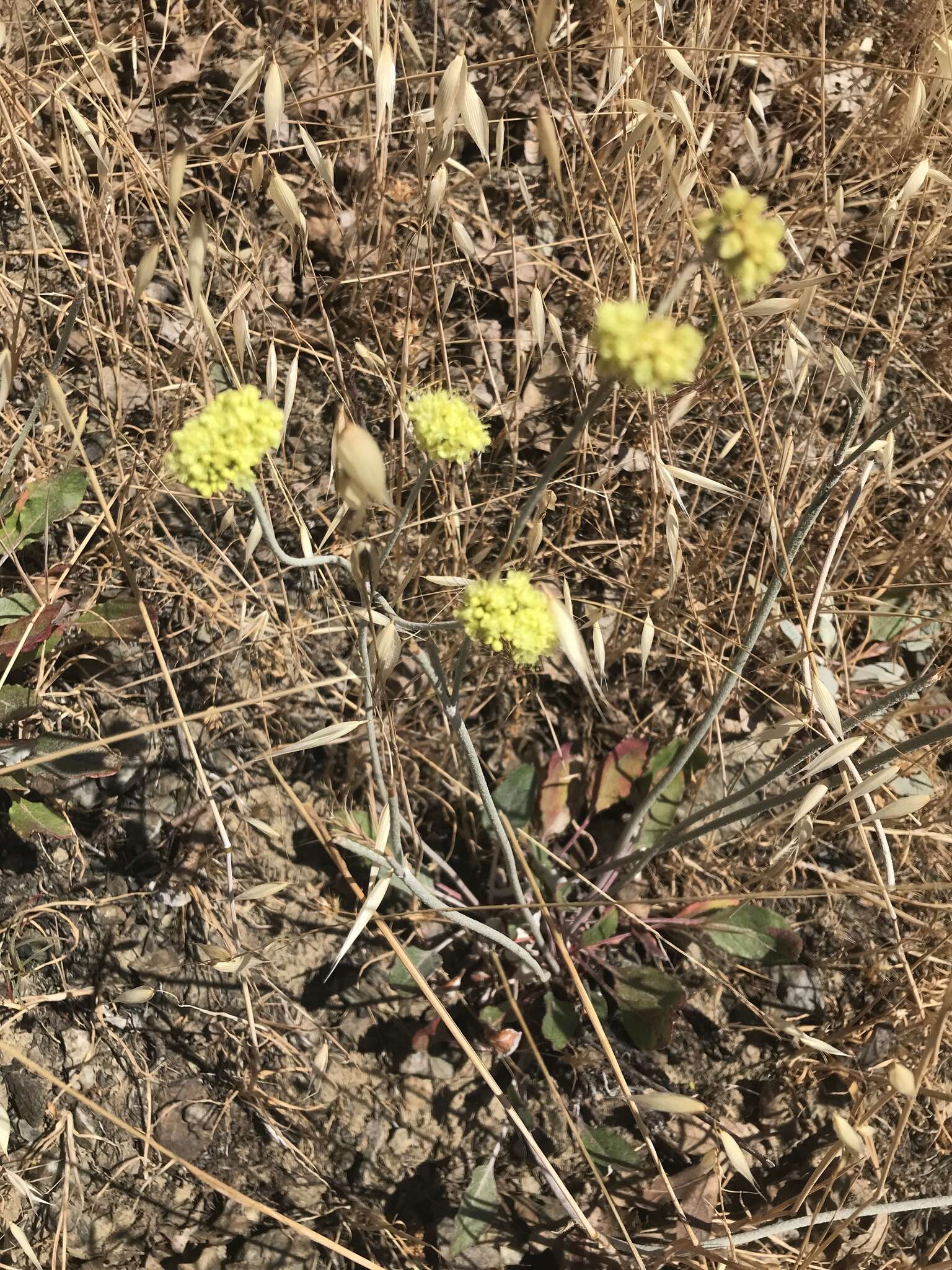 Imagem de Eriogonum nudum var. oblongifolium S. Wats.