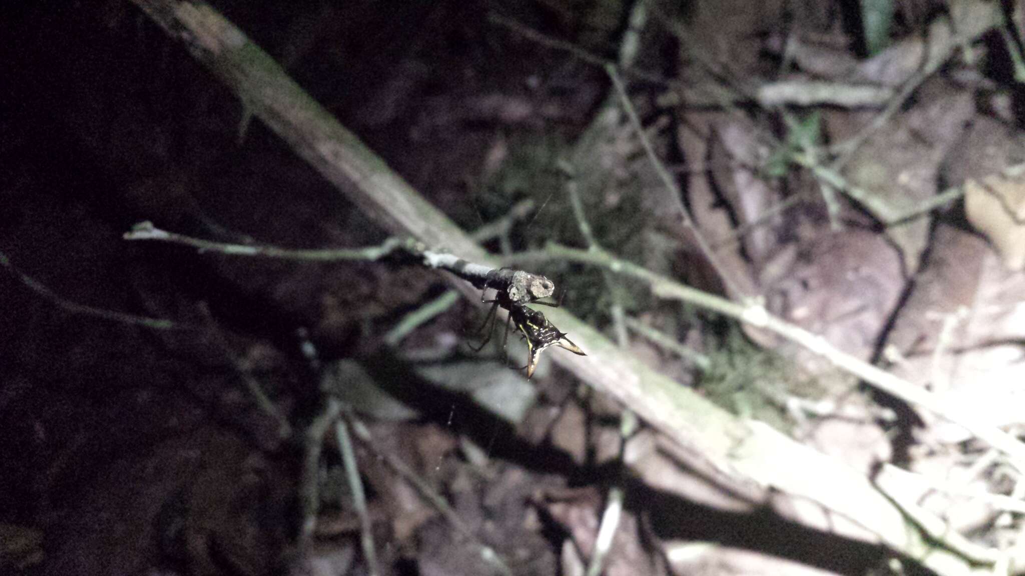 Image of Micrathena balzapamba Levi 1985