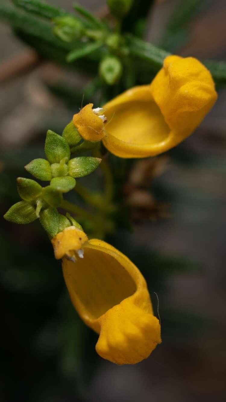 Image of Calceolaria hypericina Poepp. ex Benth.