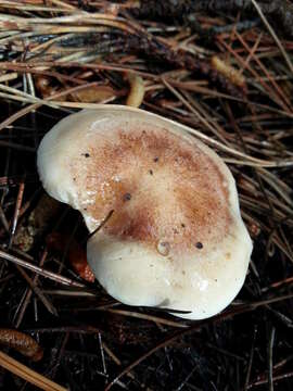 Plancia ëd Hebeloma cylindrosporum Romagn. 1965