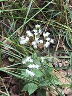 Imagem de Ageratina jucunda (E. Greene) A. Clewell & Woot.