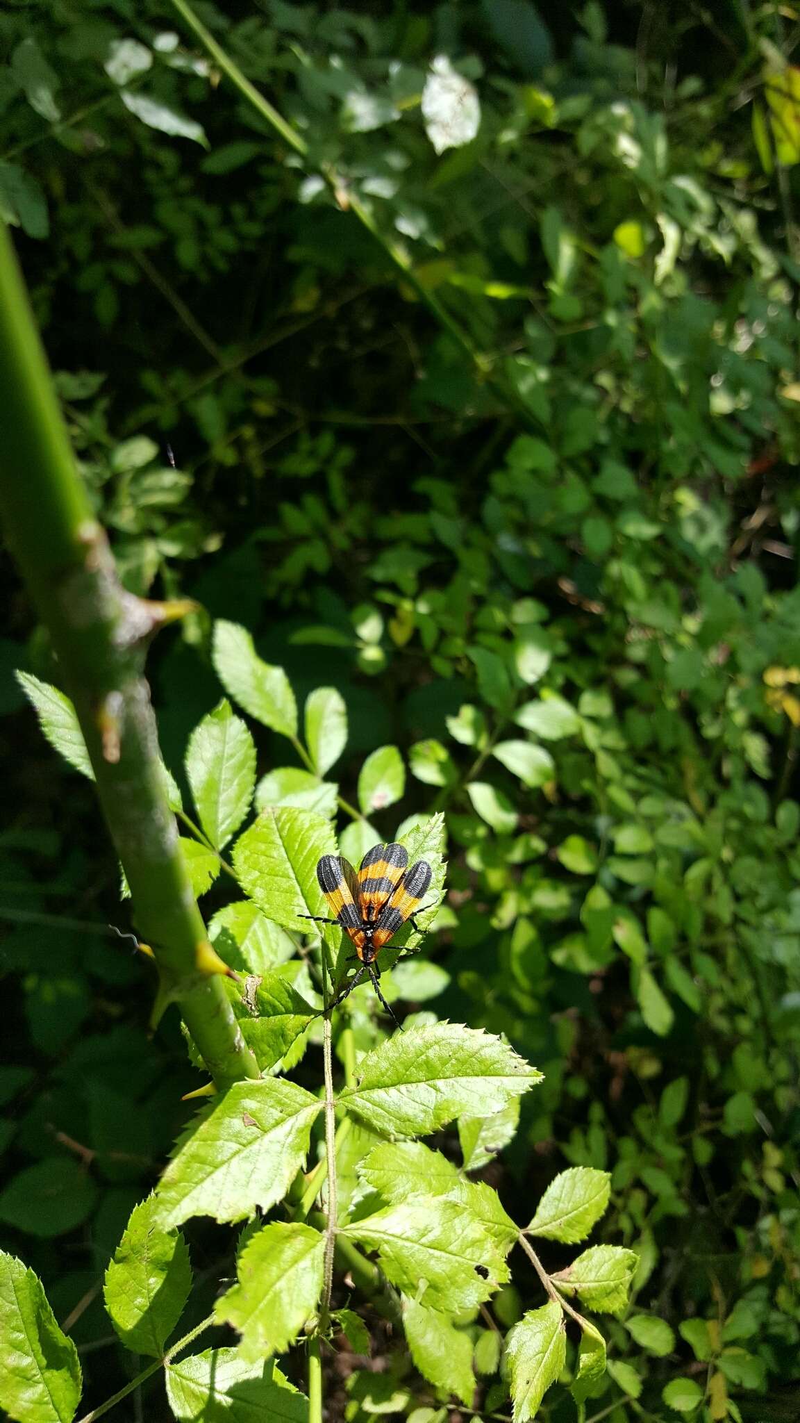 Sivun Calopteron reticulatum (Fabricius 1775) kuva