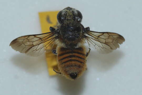 Megachile bicolor (Fabricius 1781)的圖片