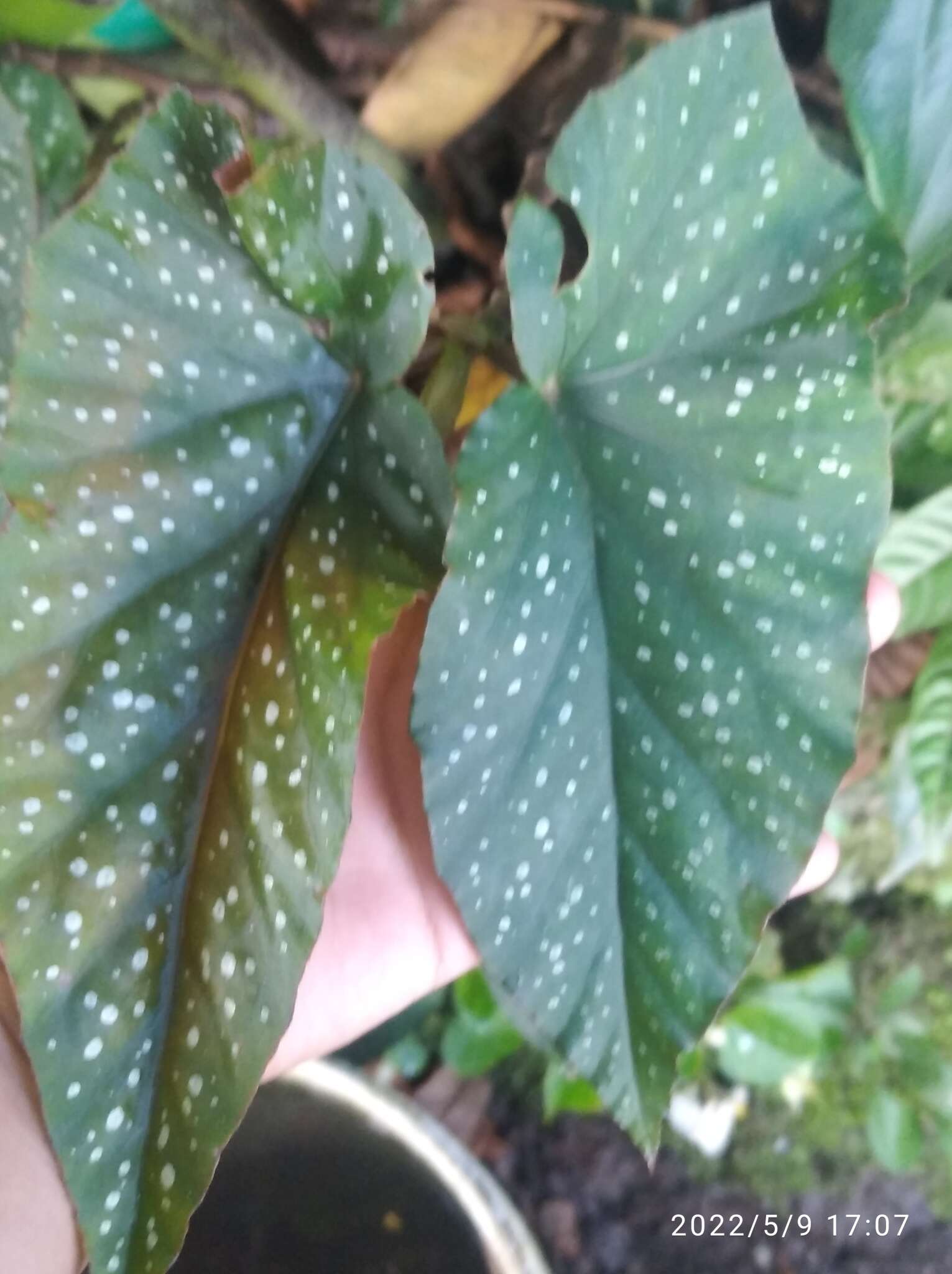 Imagem de Begonia maculata Raddi