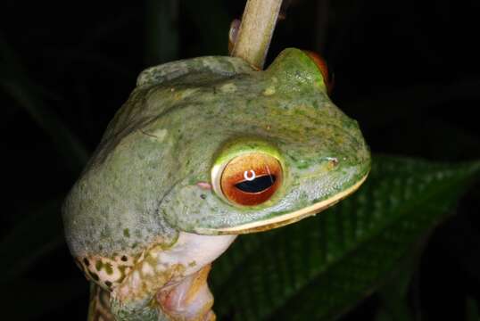 Image of Bright-eyed frog