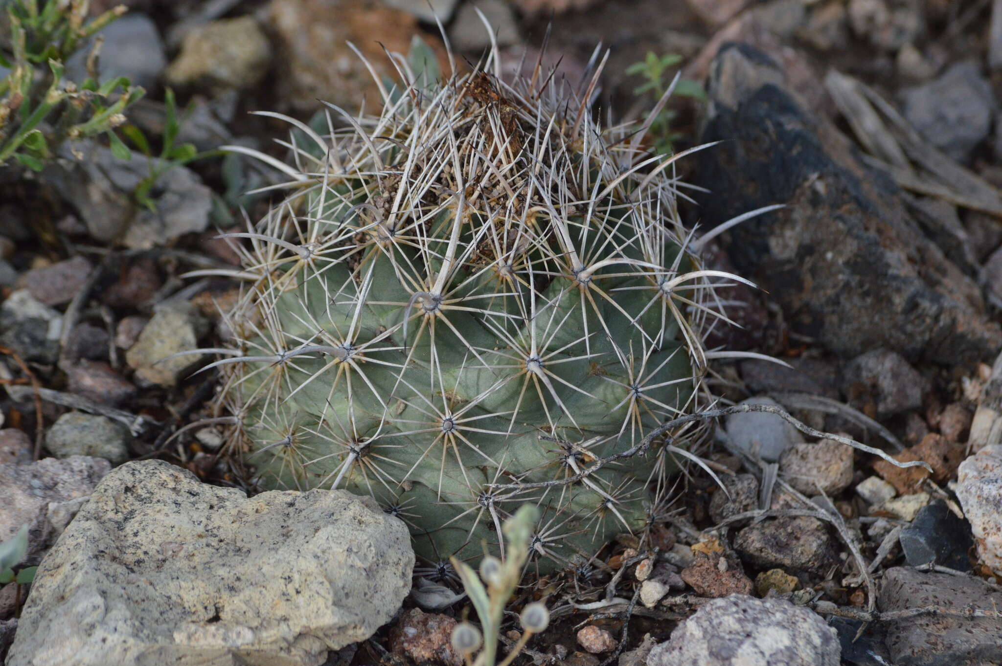 Image of rhinoceros cactus