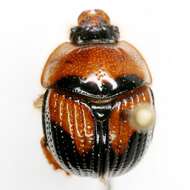 Image of Bolbocerosoma lepidissimum Brown 1928