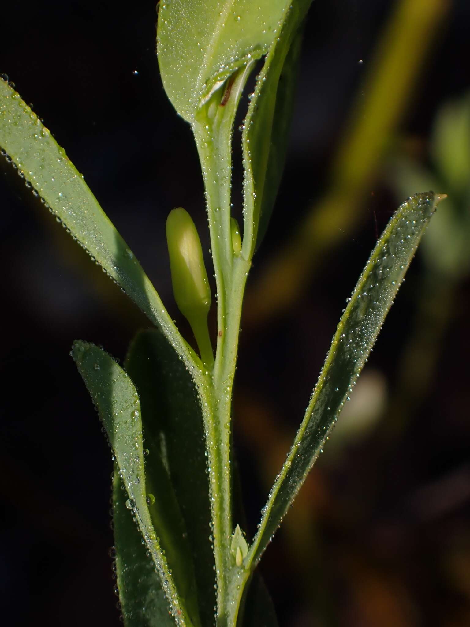 Image of Olax angulata A. S. George