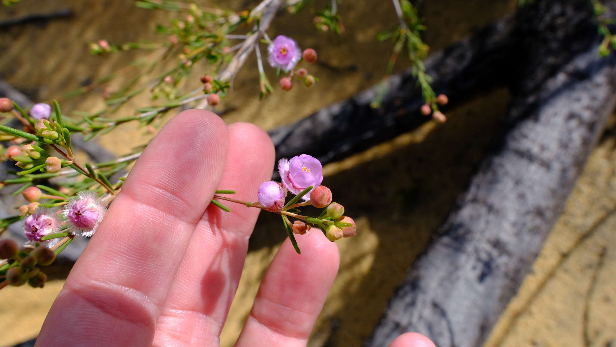 Image de Verticordia picta Endl.