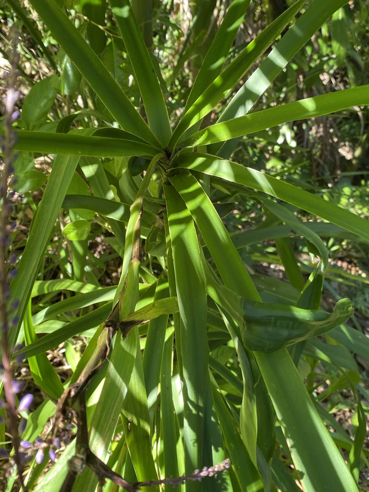 Imagem de Cordyline stricta (Sims) Endl.