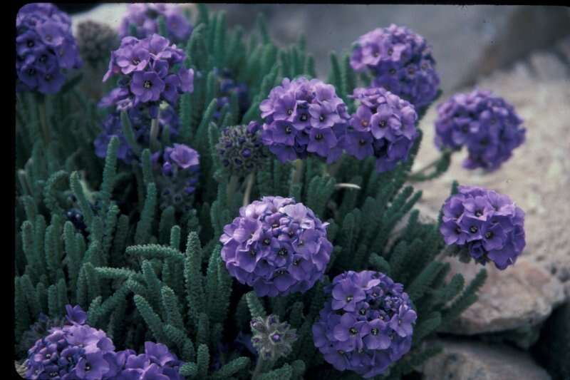 Слика од Polemonium eximium Greene