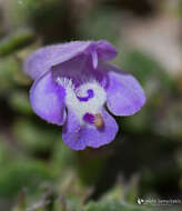 Sivun Clinopodium alpinum subsp. meridionale (Nyman) Govaerts kuva