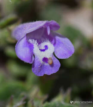 صورة Clinopodium alpinum subsp. meridionale (Nyman) Govaerts