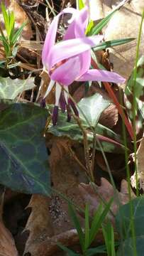 Image of Dog tooth lily