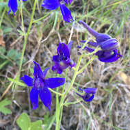 Plancia ëd Delphinium decorum Fisch. & Mey.