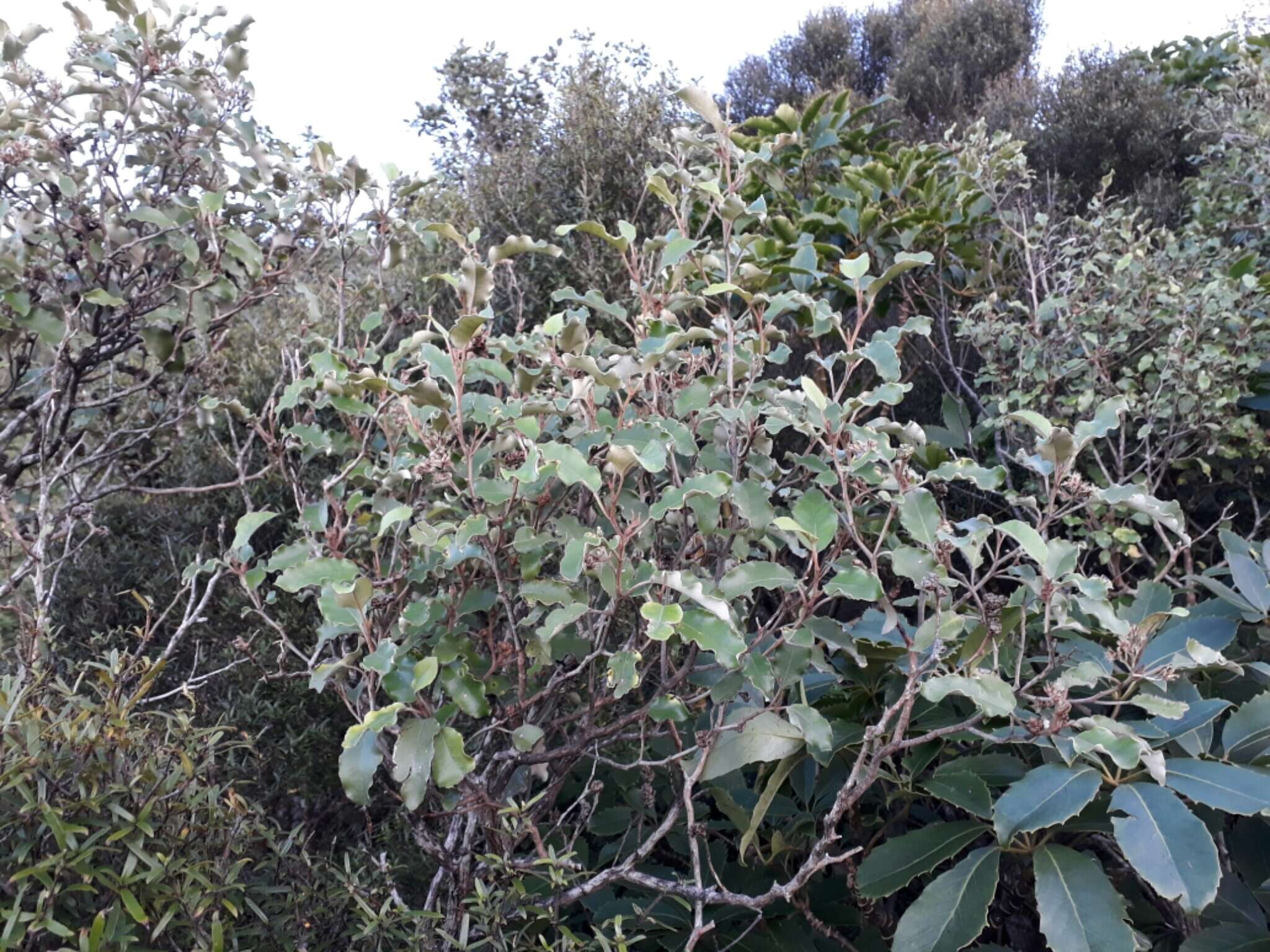 Слика од Olearia paniculata (J. R. & G. Forst.) Druce