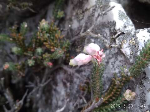 Erica goatcheriana var. petrensis L. Bol. resmi