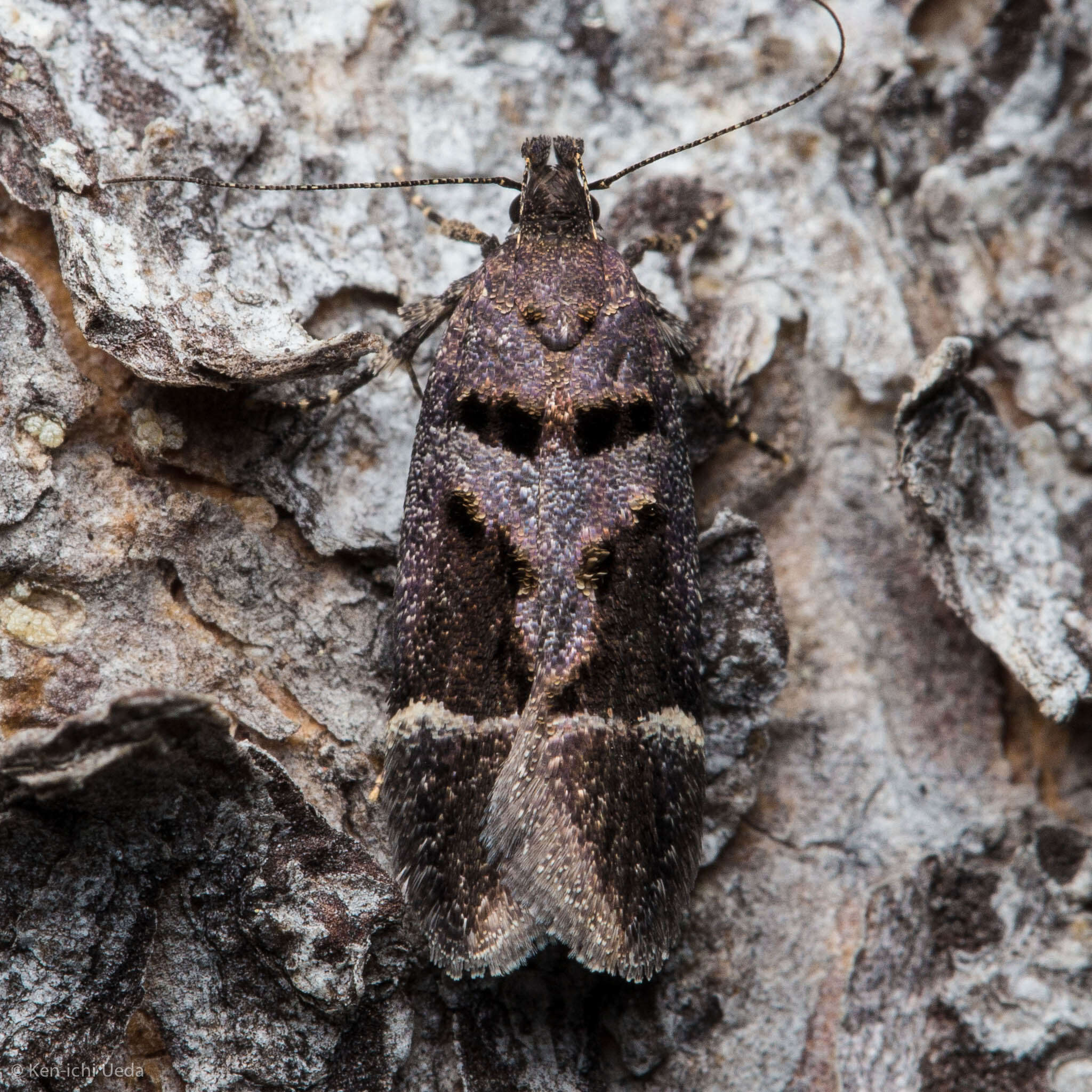 Image of Pseudochelaria manzanitae Keifer 1930